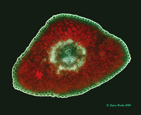 Lärchennadel, Mikroskopfotografie, Primärfluoreszenz, UVBV, 10x