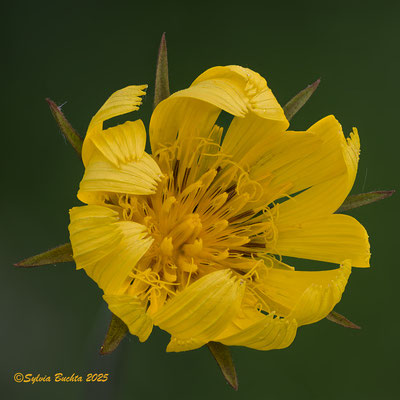 Wiesenbocksbart, Makrofotografie