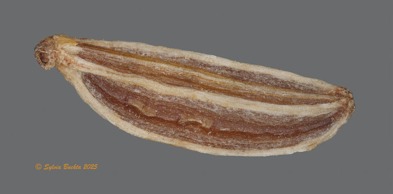 Kümmelsamen, Auflichtfotografie, 5x, Panoramastack
