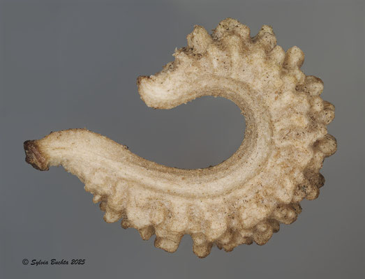 Ringelblumensamen, Auflichtfotografie, 5x, Panoramastack