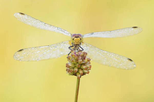 Blutrote Heidelibelle (Sympetrum sanguineum) / ch198106