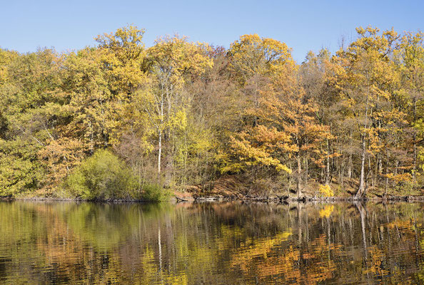Laubbäume an einem See im Herbst, Nordrhein-Westfalen / ch185266