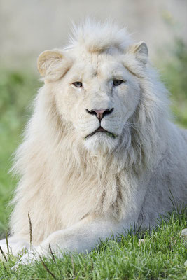 Weißer Löwe (Panthera leo) / ch133155