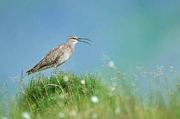 Regenbrachvogel (Numenius phaeopus) / chs03689