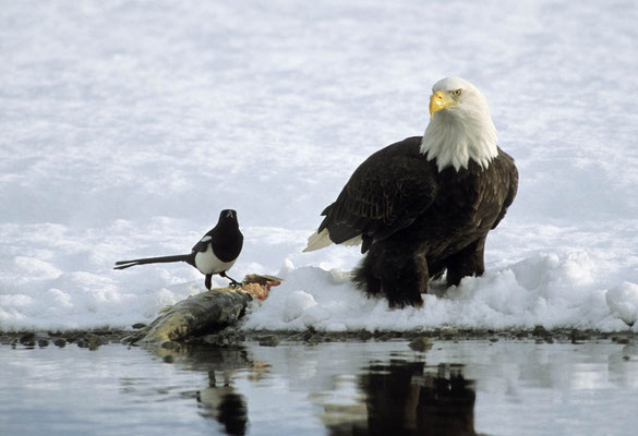 Weißkopfseeadler (Haliaeetus leucocephalus) / chs07898