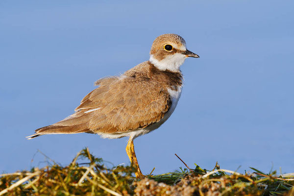 Flussregenpfeifer (Charadrius dubius) / ch200685