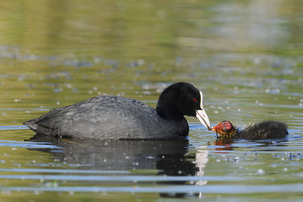 Blässhuhn (Fulica atra) / ch177591