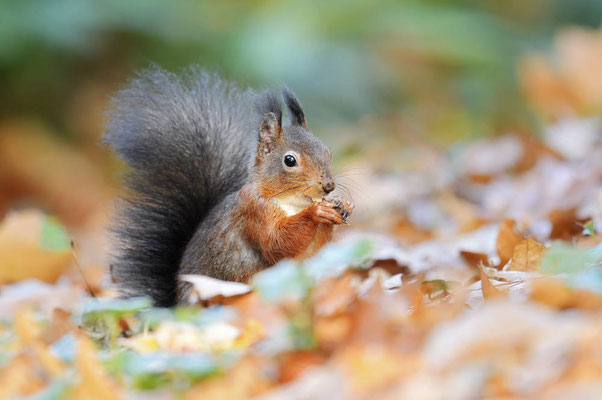 Eichhörnchen (Sciurus vulgaris) / ch197168