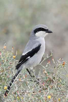 Raubwürger (Lanius excubitor koenigi) / ch195029