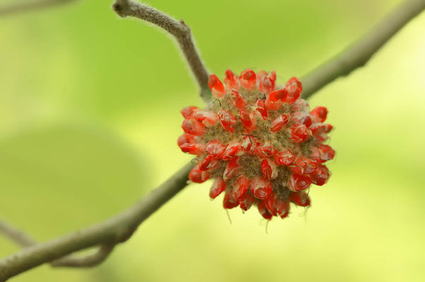 Papiermaulbeerbaum (Broussonetia papyrifera) / ch100468