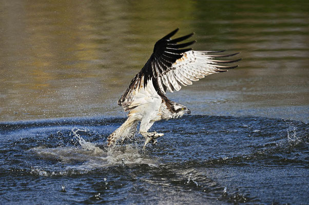 Fischadler (Pandion haliaetus) mit erbeutetem Fisch, Nordrhein-Westfalen, Deutschland / ch201506