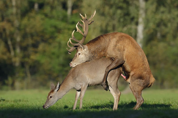 Rothirsch (Cervus elaphus) / ch120124