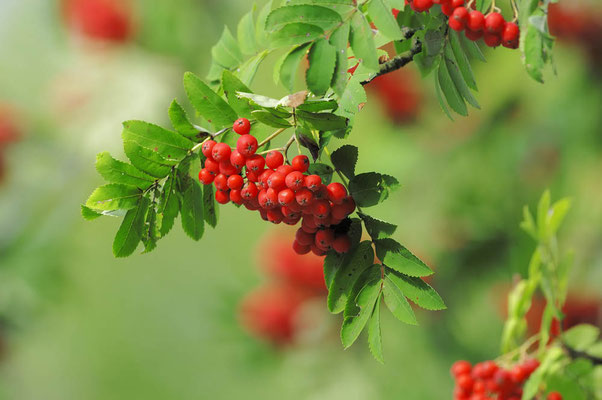 Eberesche (Sorbus aucuparia) / ch027100