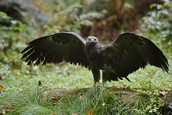 Schreiadler (Clanga pomarina, Aquila pomarina) / ch169115