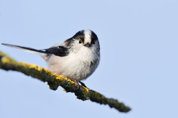 Schwanzmeise (Aegithalos caudatus) / ch176954