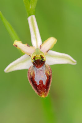 Prächtige Ragwurz (Ophrys splendida) / ch108865