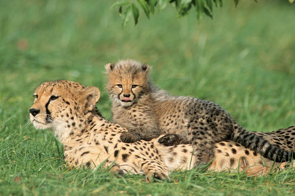 Gepard (Acinonyx jubatus) / chs06805