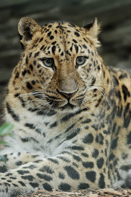 Amur-Leopard (Panthera pardus orientalis) / ch020507