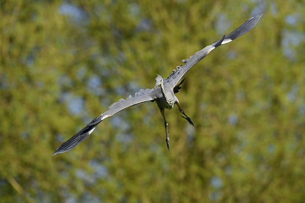 Graureiher (Ardea cinerea) / ch166381