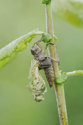 Großer Blaupfeil (Orthetrum cancellatum) / ch126636