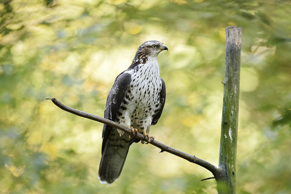 Wespenbussard (Pernis apivorus) / ch169159