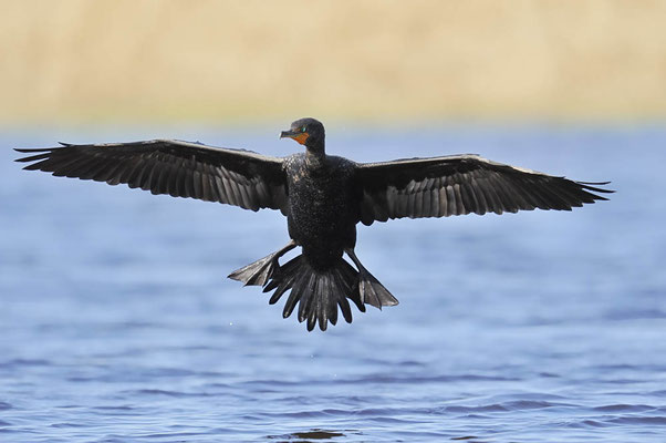 Ohrenscharbe (Phalacrocorax auritus) / ch065481