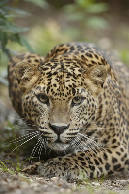 Sri-Lanka-Leopard (Panthera pardus kotiya) / ch037487