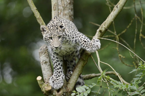 Persischer Leopard (Panthera pardus saxicolor) / ch145613