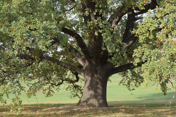 Stieleiche (Quercus robur) / ch193430