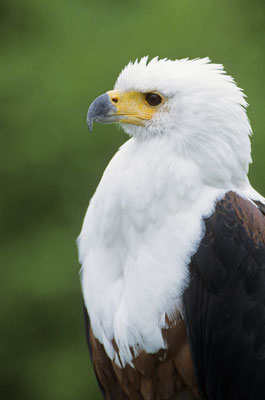 Schreiseeadler (Haliaeetus vocifer) / chs02138