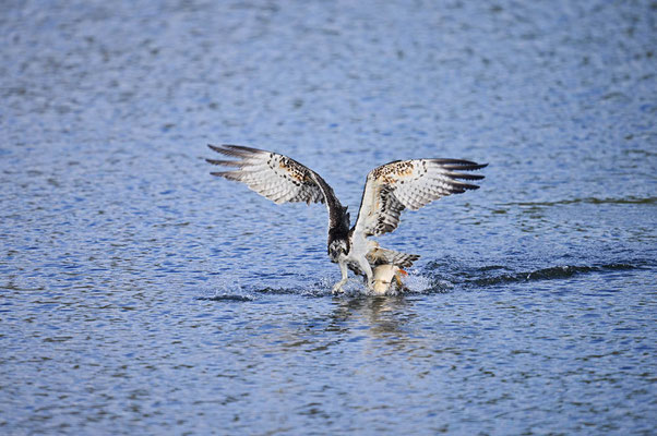 Fischadler (Pandion haliaetus) started mit mit erbeutetem Karpfen aus dem Wasser, Nordrhein-Westfalen, Deutschland / ch201580