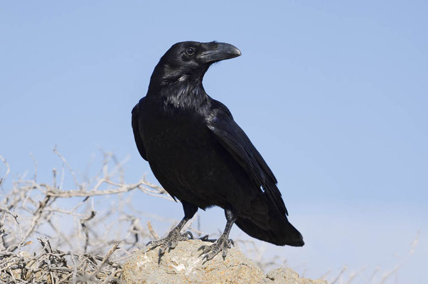 Kolkrabe (Corvus corax) / ch195149