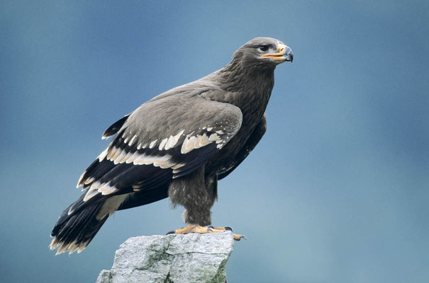 Steppenadler (Aquila nipalensis) / chs02146