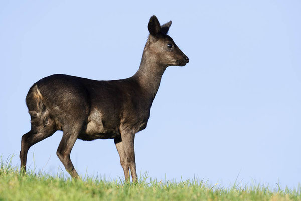 Europäisches Reh (Capreolus capreolus) / ch197332