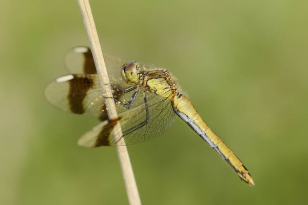 Gebänderte Heidelibelle (Sympetrum pedemontanum) / ch151283