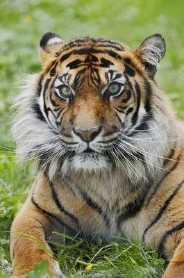 Sumatra-Tiger (Panthera tigris sumatrae) / ch145895