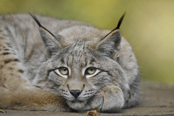 Eurasischer Luchs (Lynx lynx) / ch141302