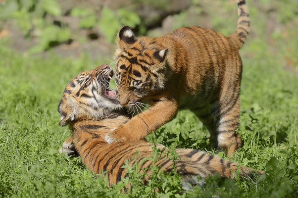 Sumatra-Tiger (Panthera tigris sumatrae) / ch071557