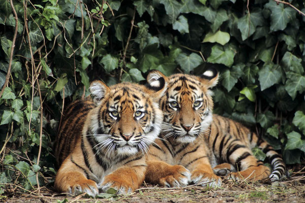 Sumatra-Tiger (Panthera tigris sumatrae) / chs06846