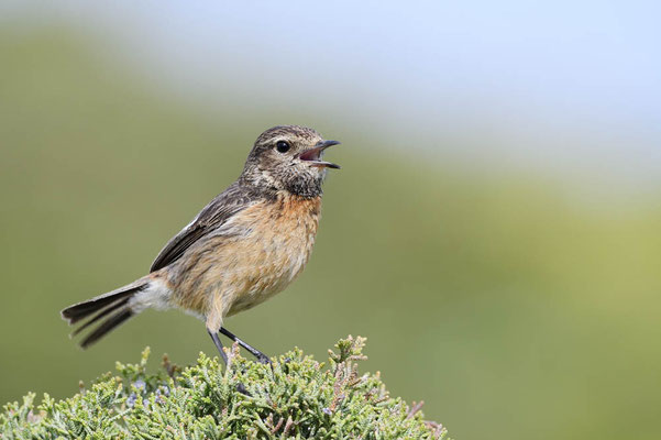 Schwarzkehlchen (Saxicola rubicola) / ch171217