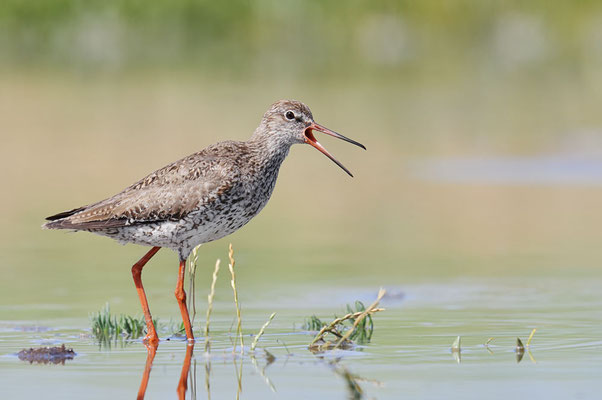 Rotschenkel (Tringa totanus) / ch182603