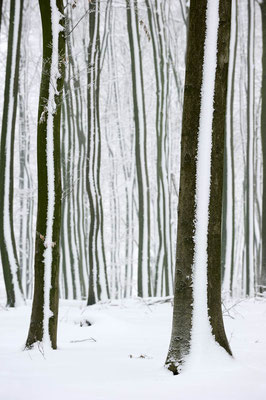 Rotbuchen (Fagus sylvatica) im Winter, Nordrhein-Westfalen / ch103907