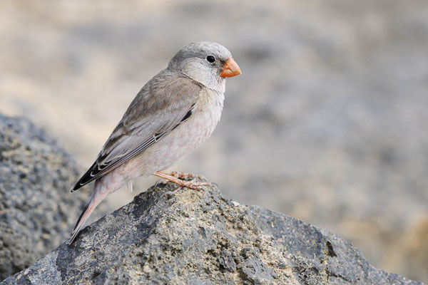 Wüstengimpel (Bucanetes githagineus) / ch195084