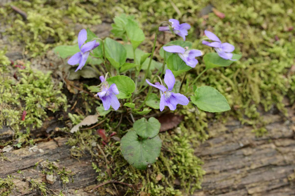 Bayrisches Veilchen (Viola x bavarica) / ch107027