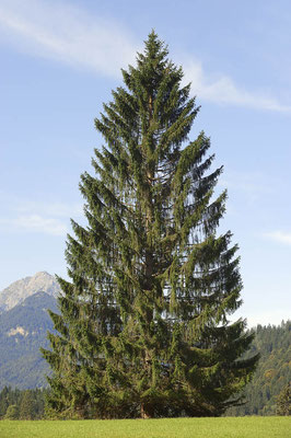 Rotfichte  (Picea abies) / ch079291