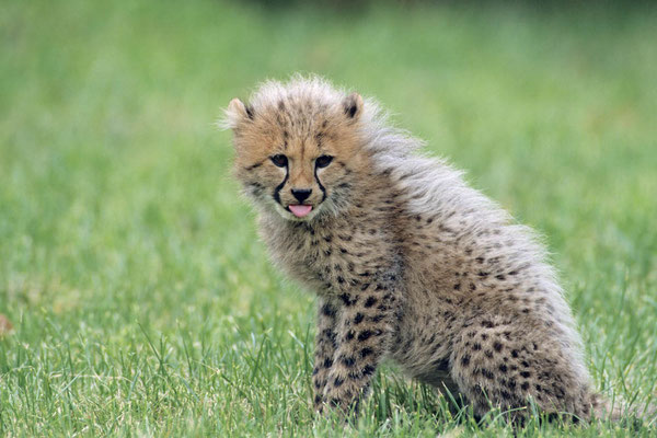 Gepard (Acinonyx jubatus) / chs06709