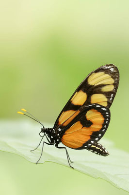 Schmetterling (Thyridia psidii) / ch116837
