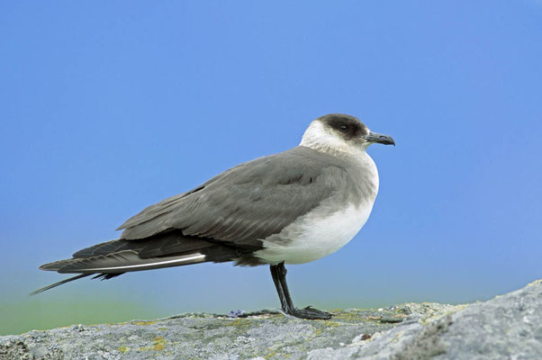 Schmarotzerraubmöwe (Stercorarius parasiticus) / chs04550