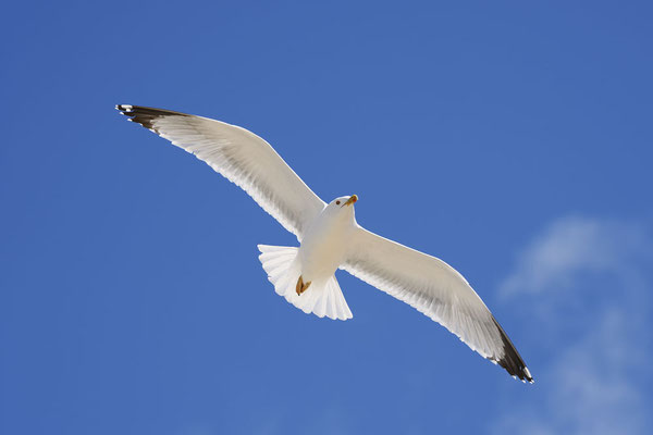 Mittelmeermöwe (Larus michahellis) / ch180593