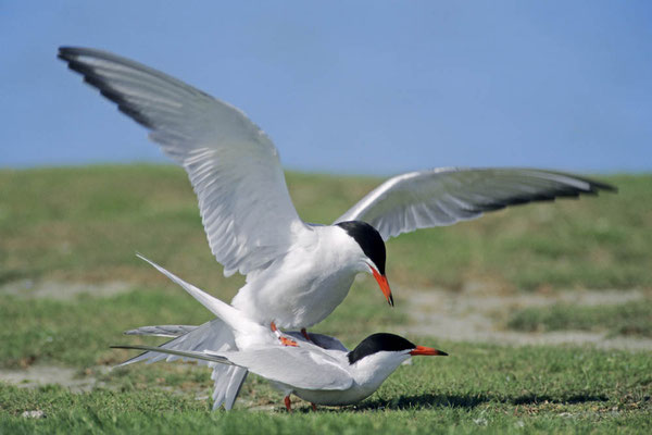 Flussseeschwalbe (Sterna hirundo) / chs04657